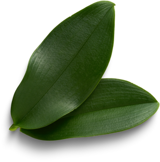 Vanilla leaves